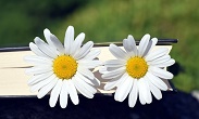 Лето в библиотеке