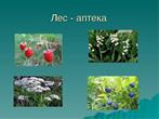 Лесная аптека