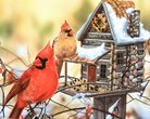 фотовыставка «Покормите птиц зимой»