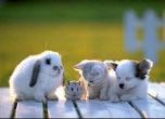 Стань для животных настоящим другом